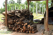 Samnang near the wood pile